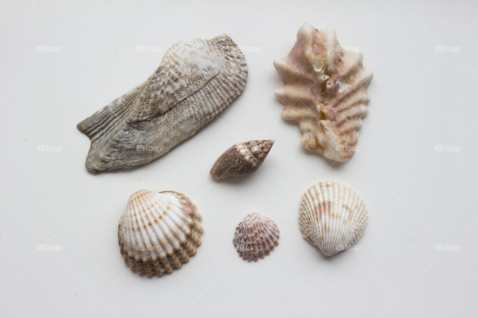 Sea shells on white background