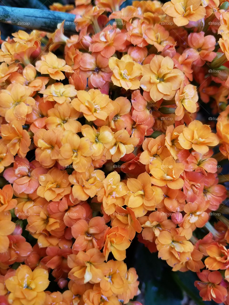 Orange blossoms