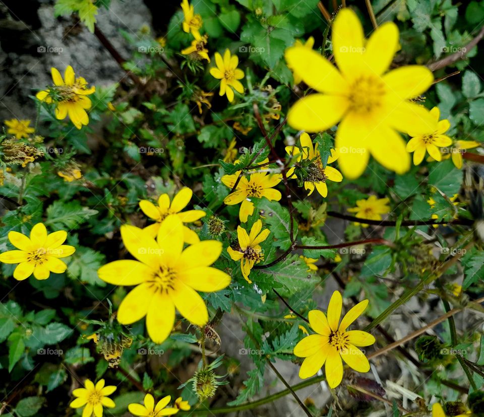Yellow flowers 🌕🌼