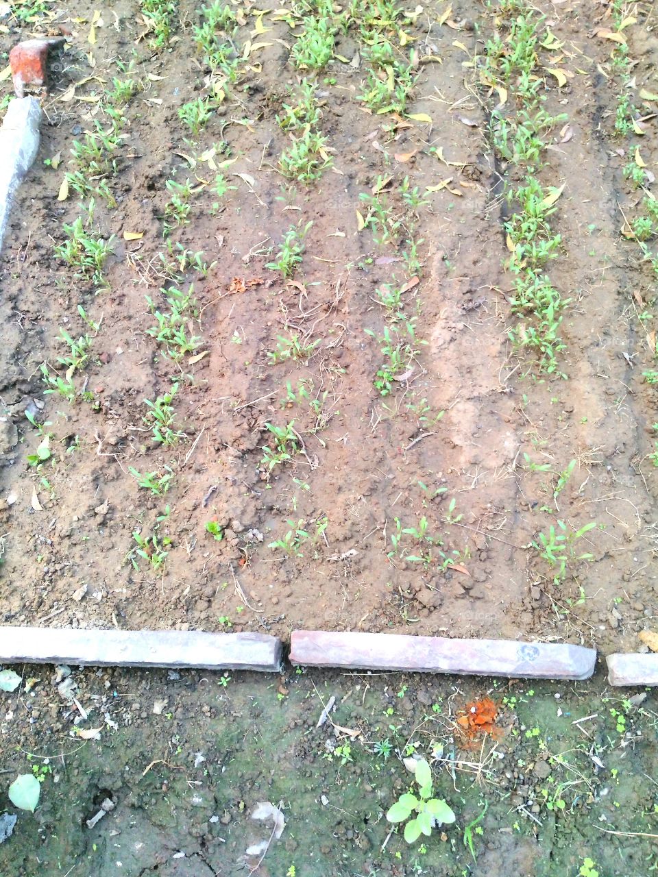 Elevated view of seedlings growing in soil