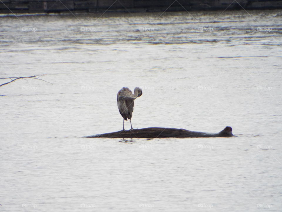 gray Heron