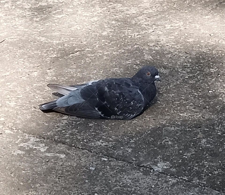 A beautiful creation of nature