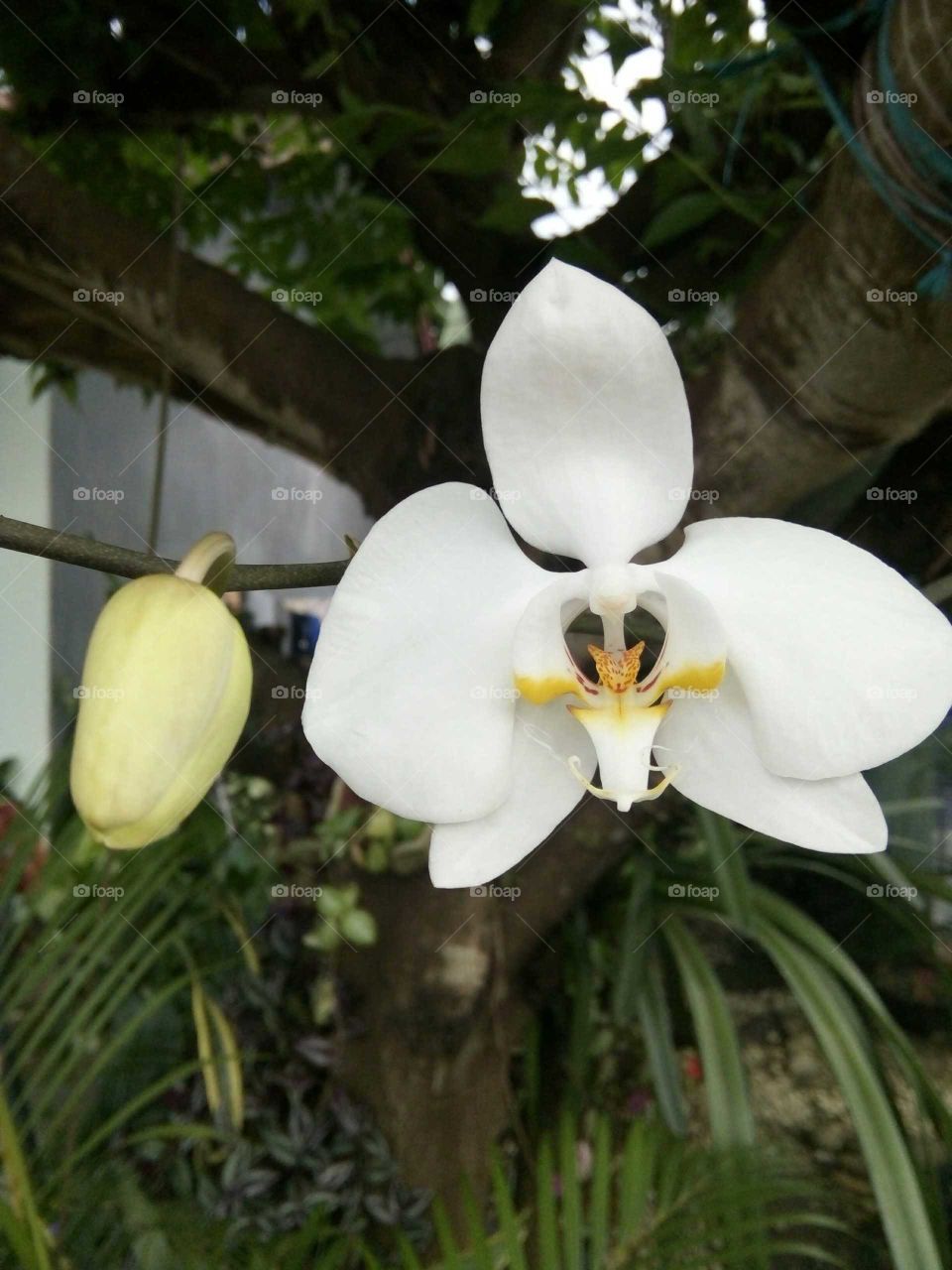 White Orchid....