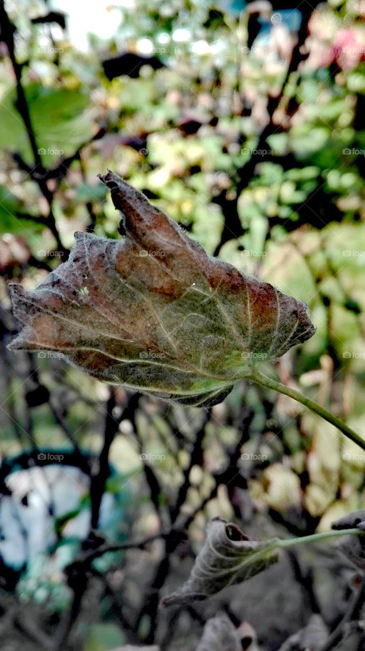 Leaf