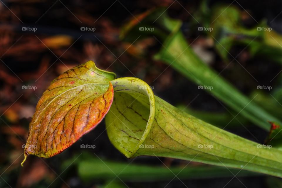 Pitcher plant