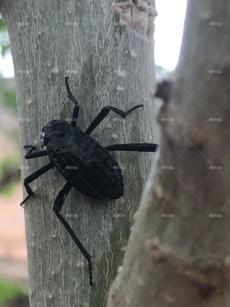 Picture of a beetle, black beetle, black