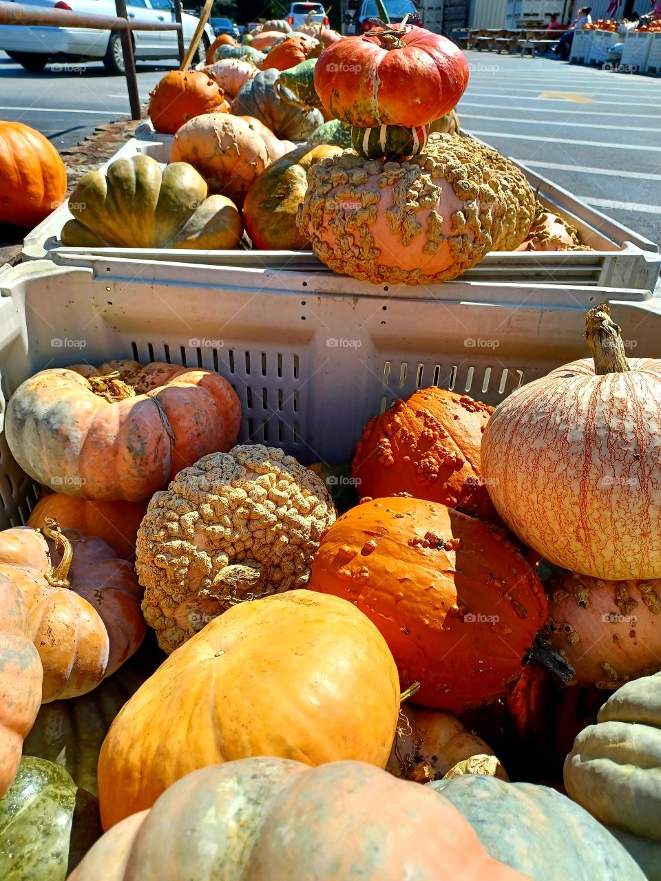 Pumpkin Harvest