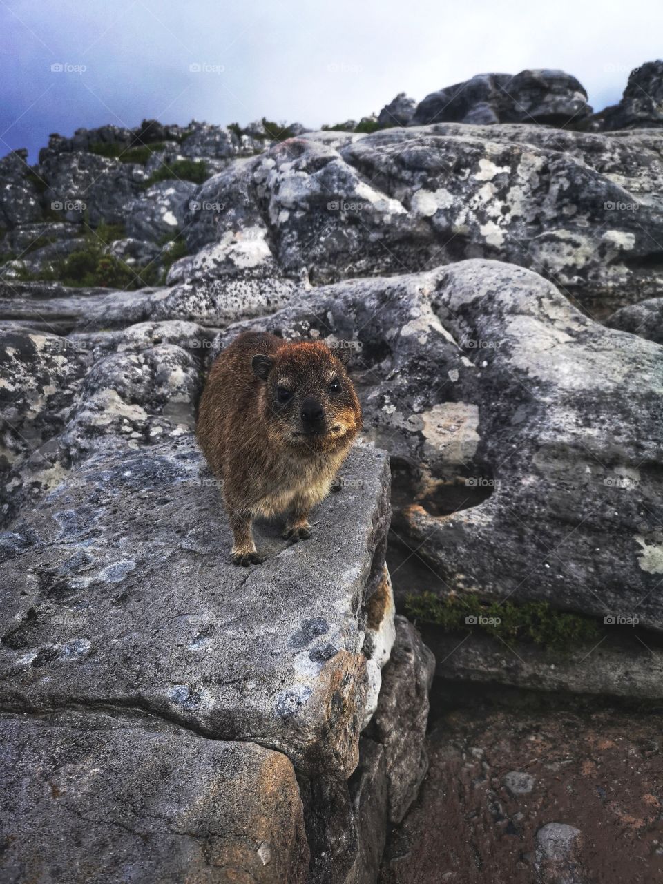 The Table Mountain Dassie