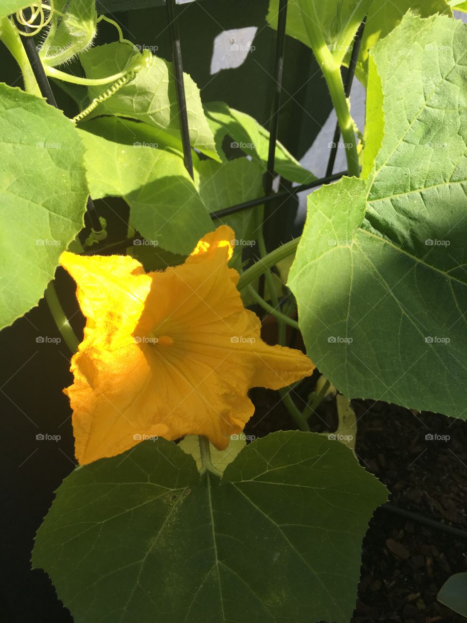 Gourd flower