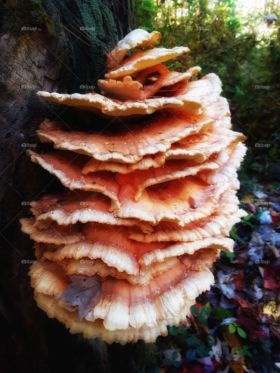 chicken of the woods mushroom