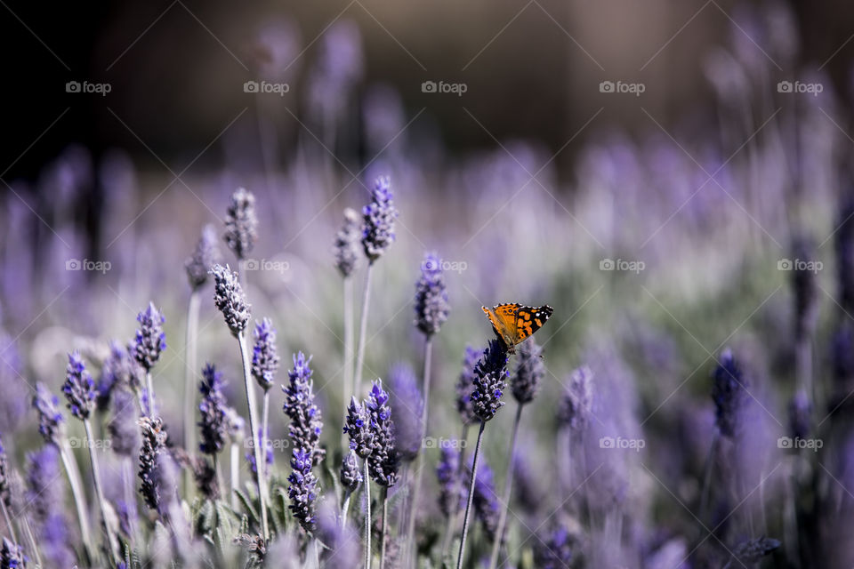 butterfly resting on lavender