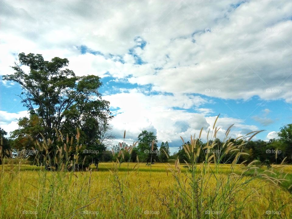 farmland,tree,sky