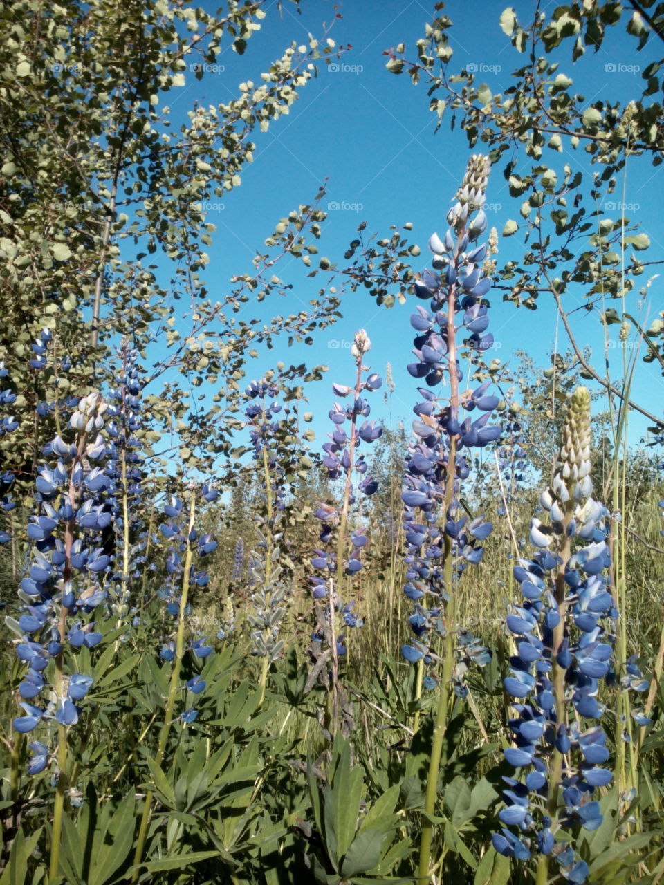 Flora, Nature, Flower, Leaf, Summer