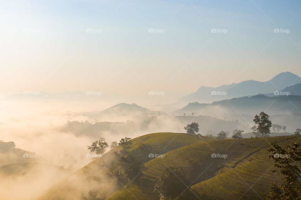 Beautiful foggy sunrise over tea hills