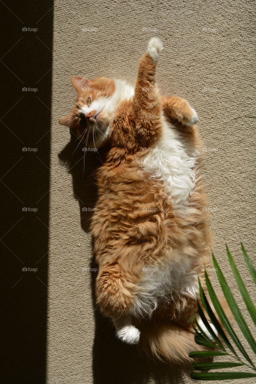 cat pet resting in the solar lights top view