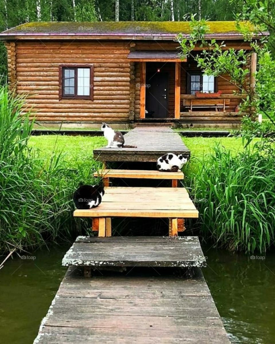 Village or town. Freedom from the city. Wooden house among green trees. From the house there is a wooden path to the river. Cats sit on the path