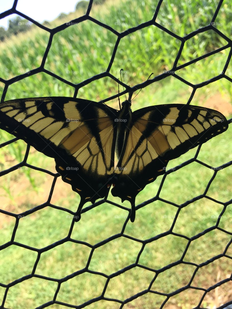 Monarch butterfly 