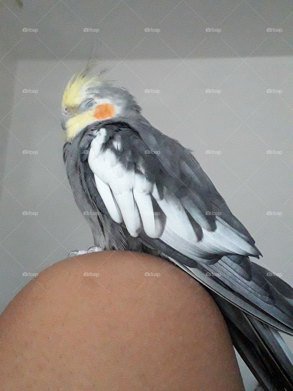 My bird sleeping