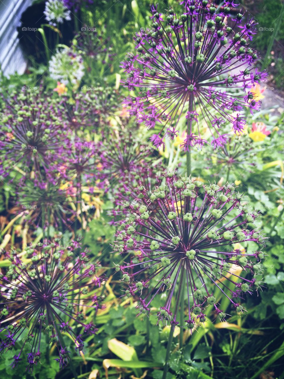 Firework Flower. Purple Firework Flower