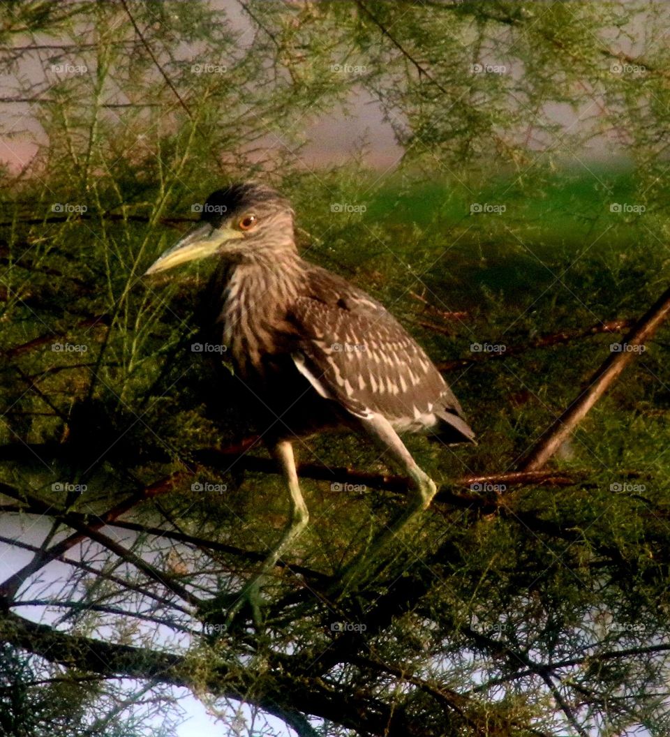 Heron Perched on Tree Branch