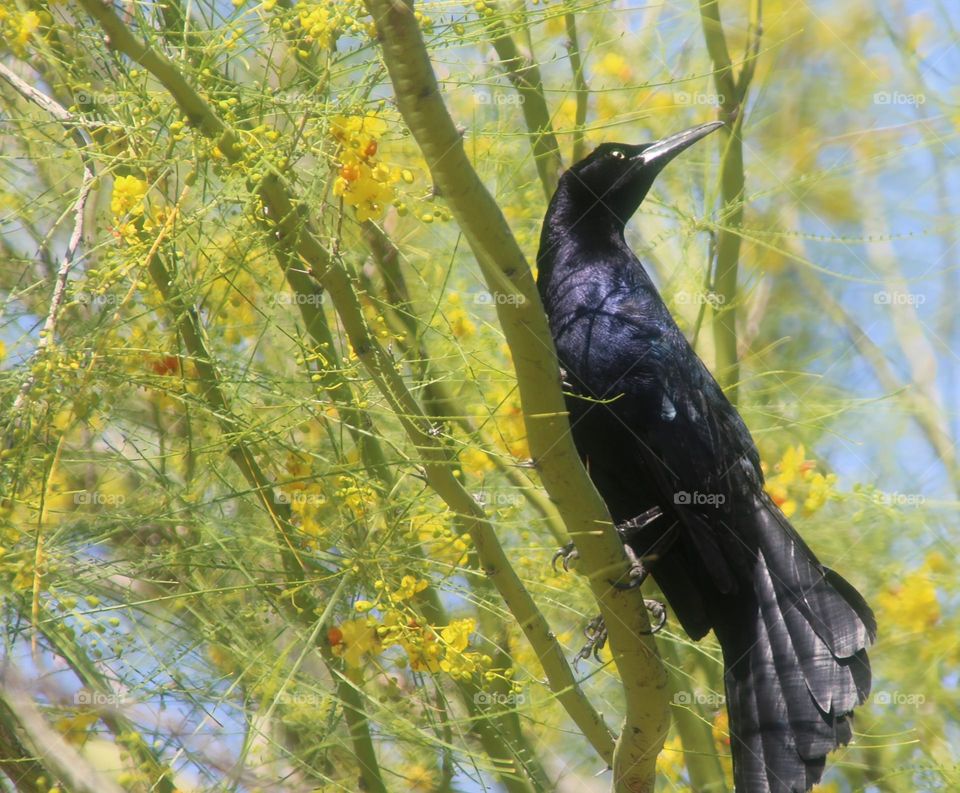 Male Grackle on Flowering Desert Tree