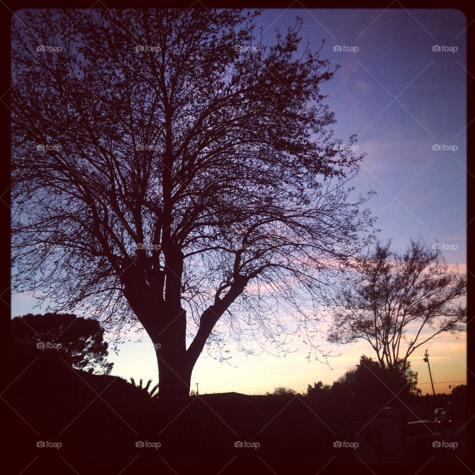 tree sunset by stoermer1515