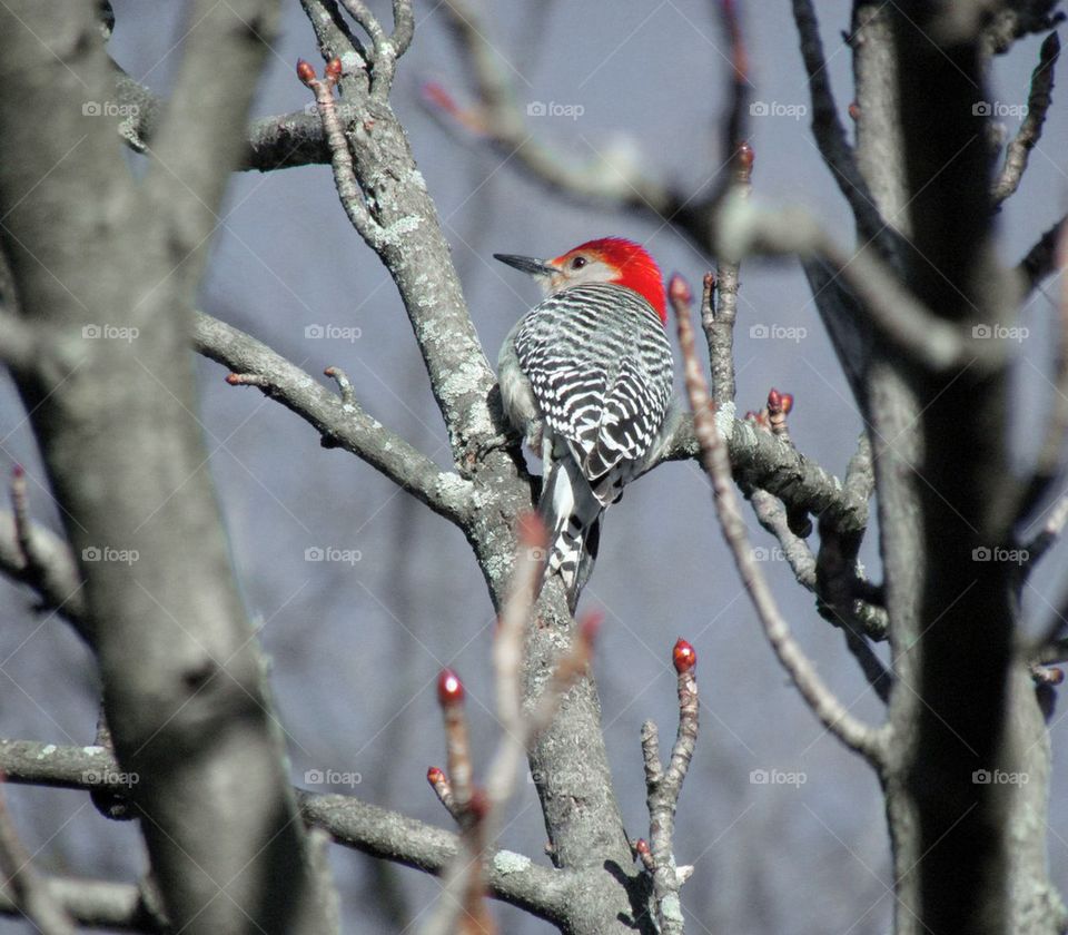 Red-bellied Woodpecker and budding trees