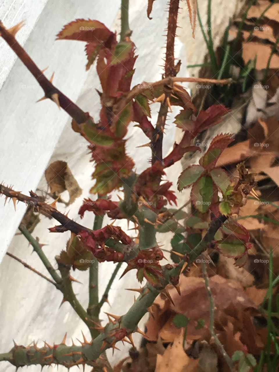 My rose bush is producing its leaves so that means soon there will be beautiful roses.