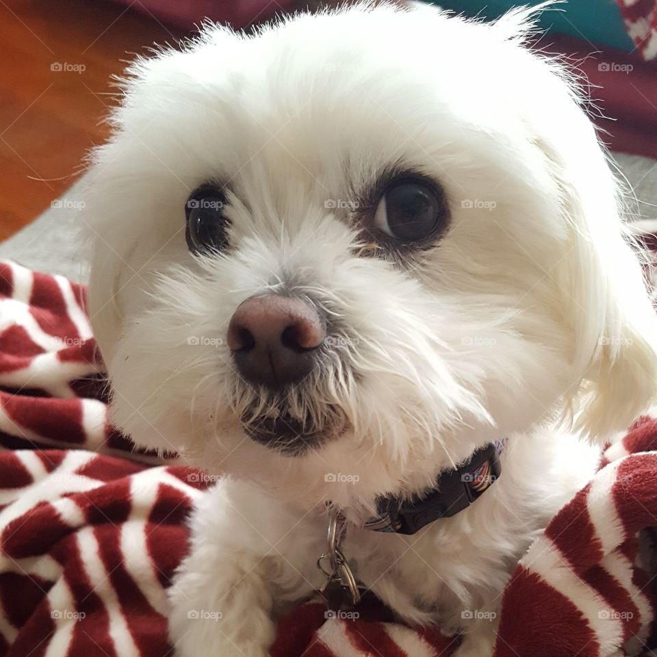 Cute Maltese shitzu