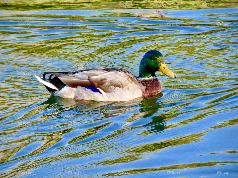 Swimming duck