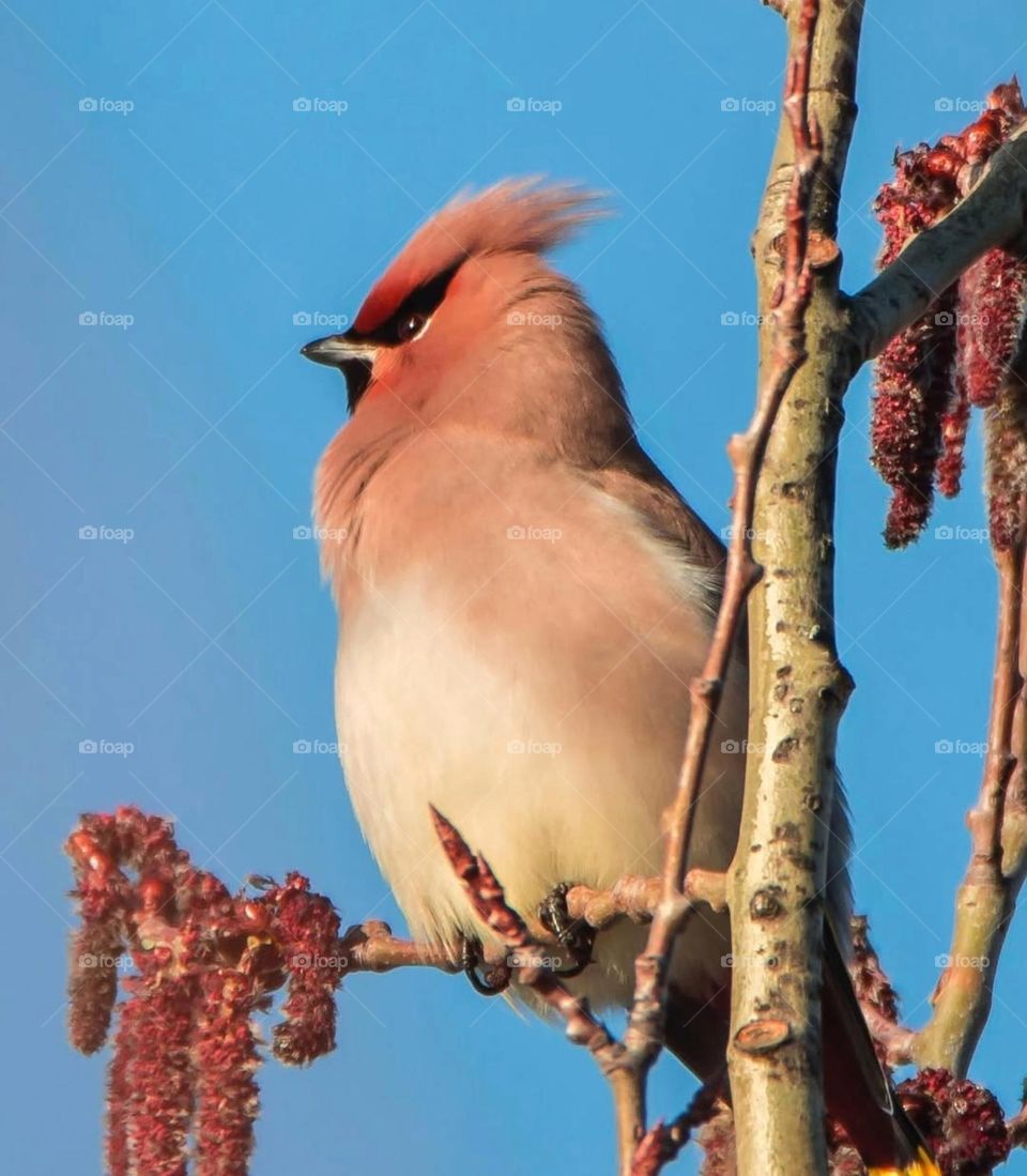 Faith is the bird that feels the light when the dawn is still dark.