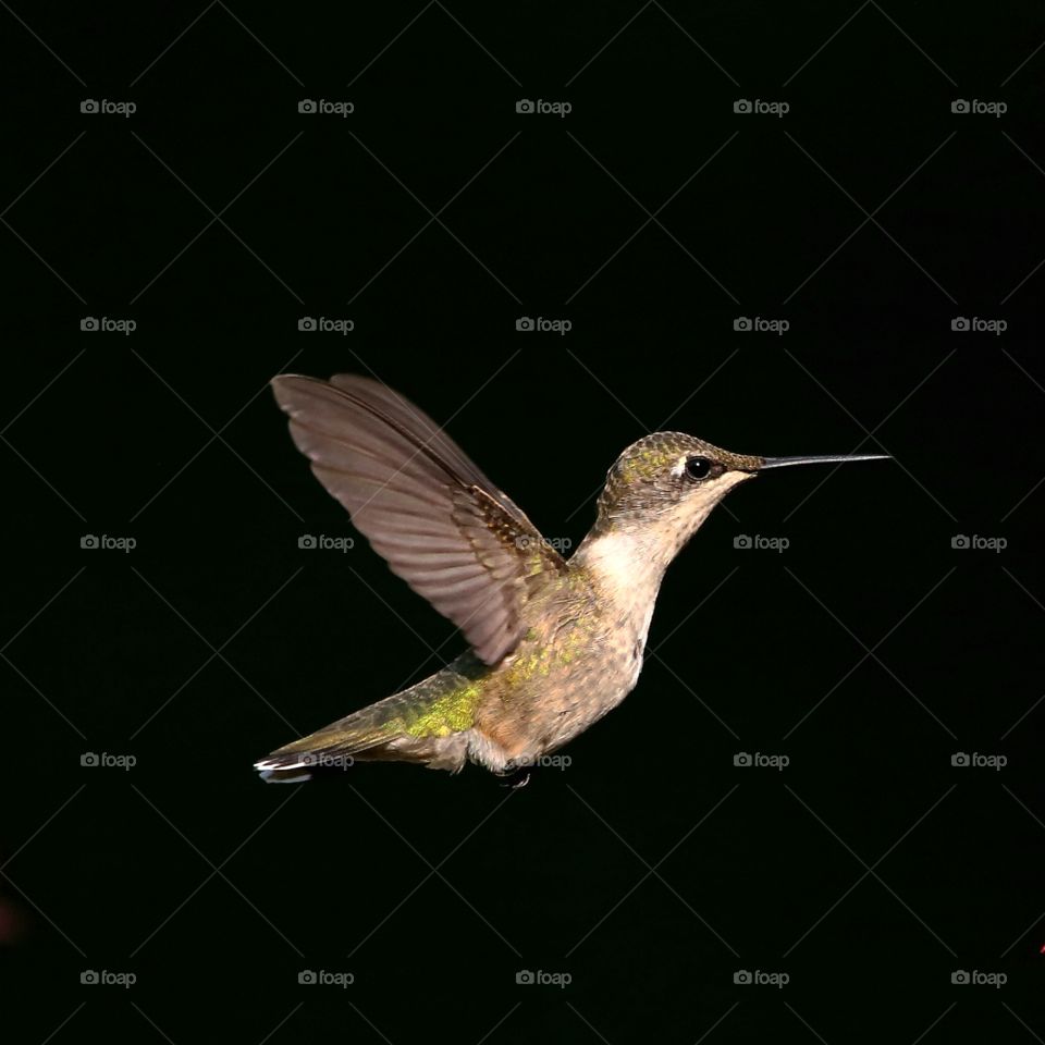 ruby-throated hummingbird