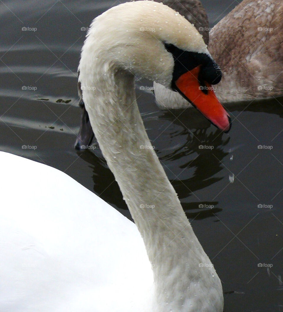 united kingdom water swan bird by petrok