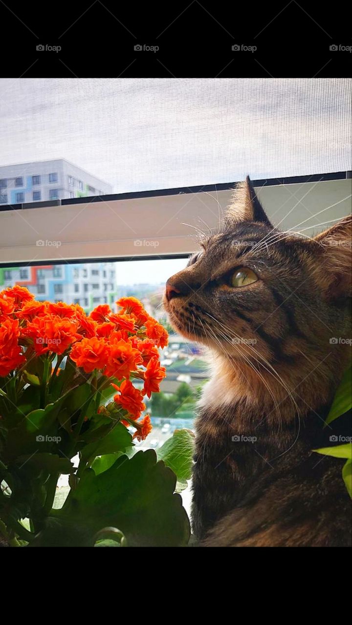 A cat near the window admiring red flowers