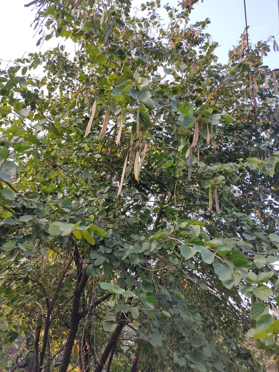 beautiful wild tree🌳