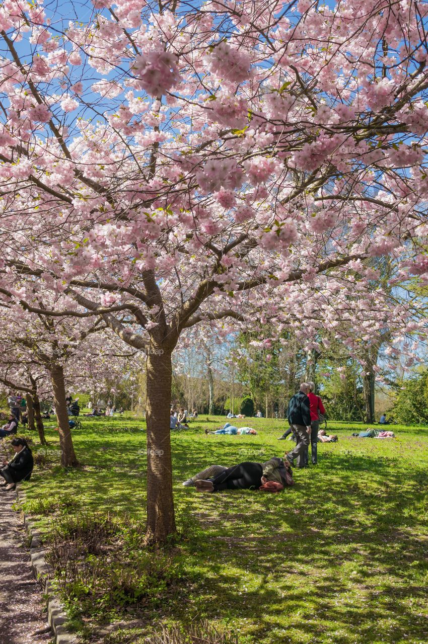 Pink park