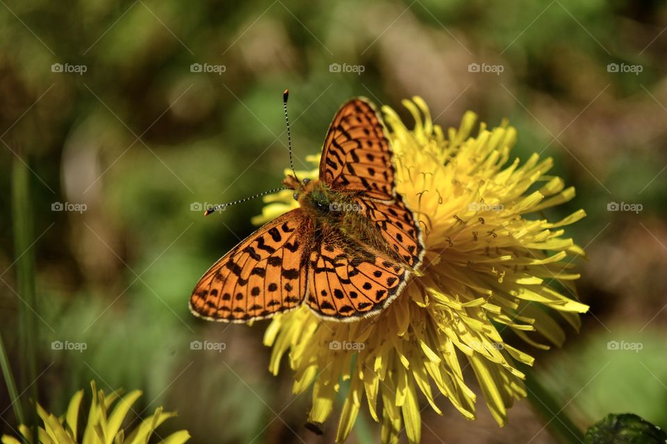 Butterfly on yellow flower