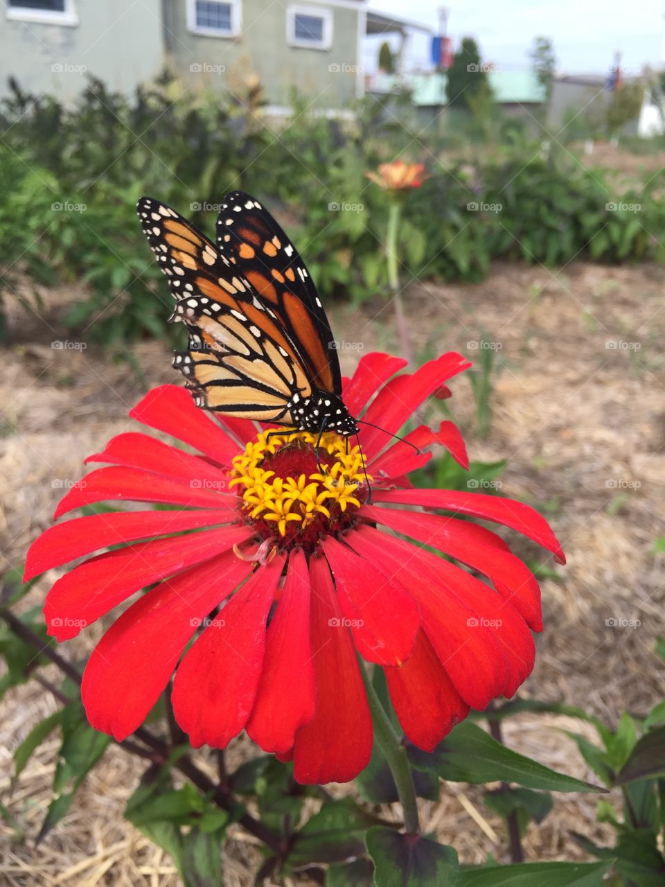 Beautiful butterfly . So pretty