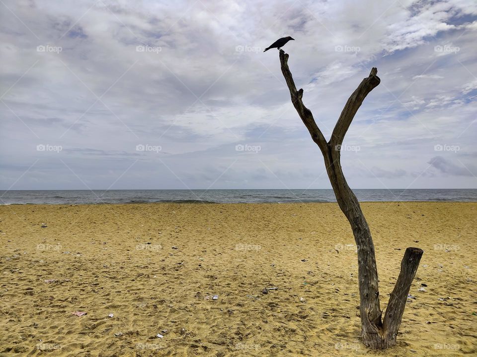 Crow on the dry tree in the seashore