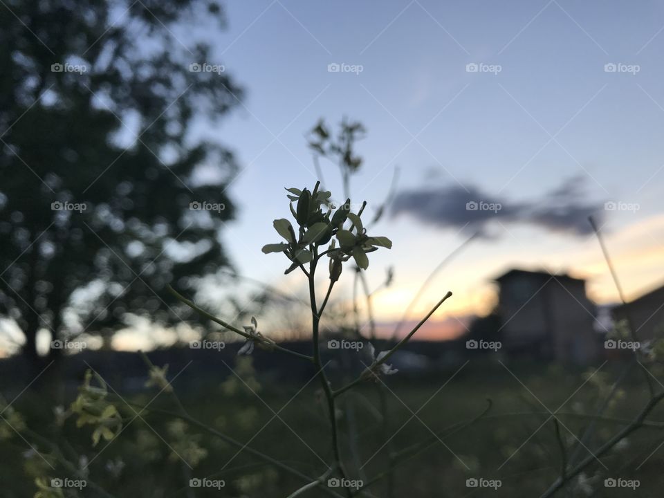 Flowers in the sunset. 