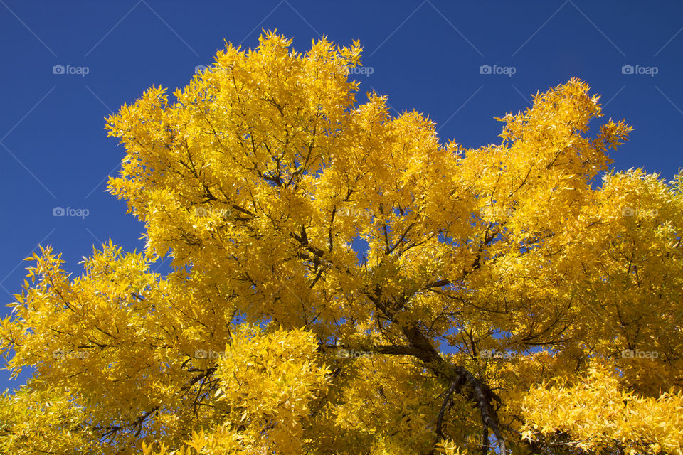 Yellow tree and the blue sky