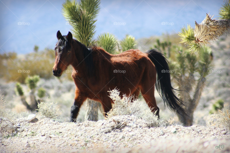 Wild horse in the desert