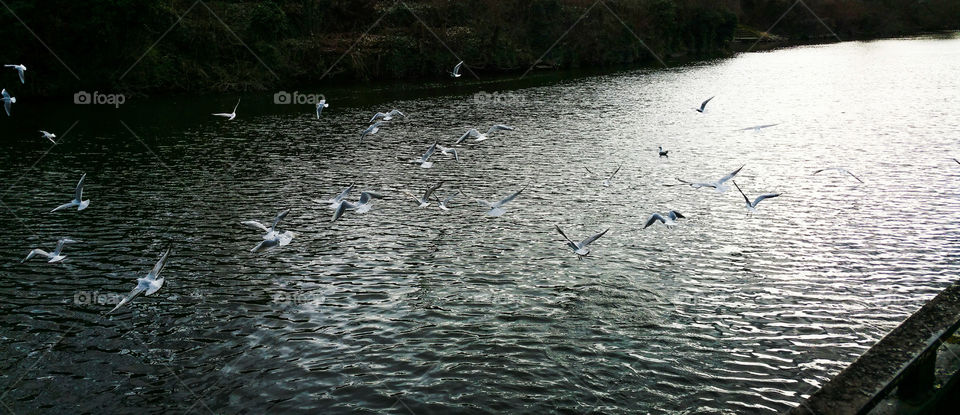 Seagulls over the river Severn