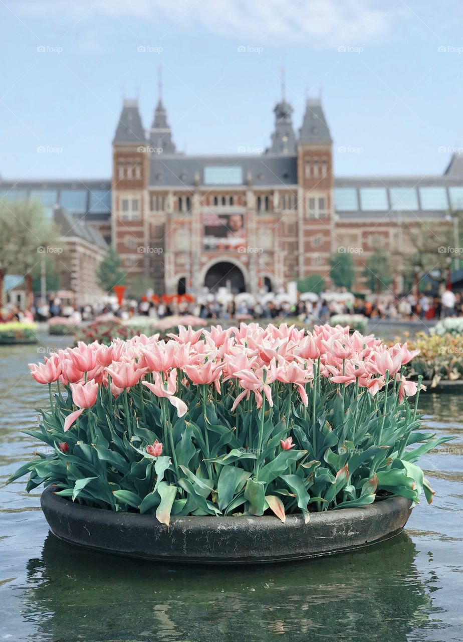 Tulip festival in the center of Amsterdam, Netherlands. 