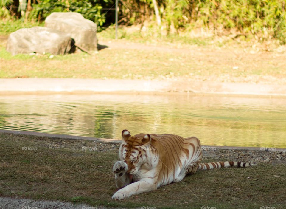 Bengal Tiger