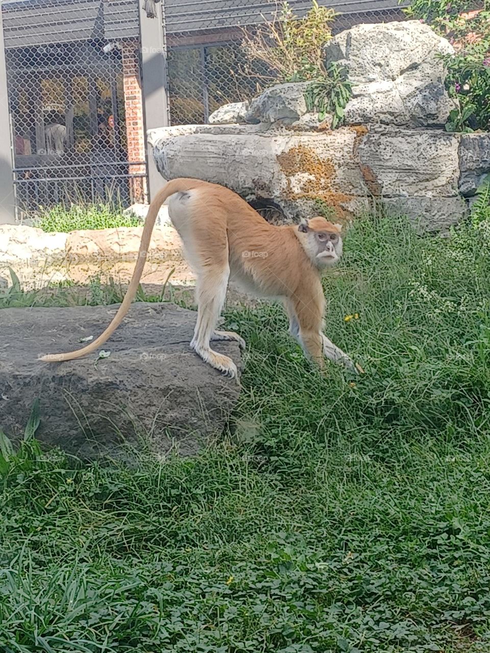Zoo monkey