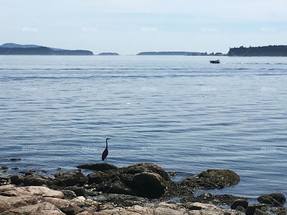 In Sidney by the sea