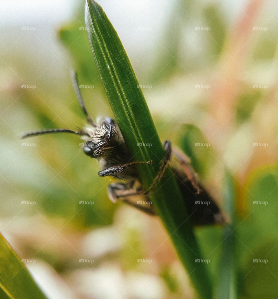 An insect clings to a blade of grass in a city park