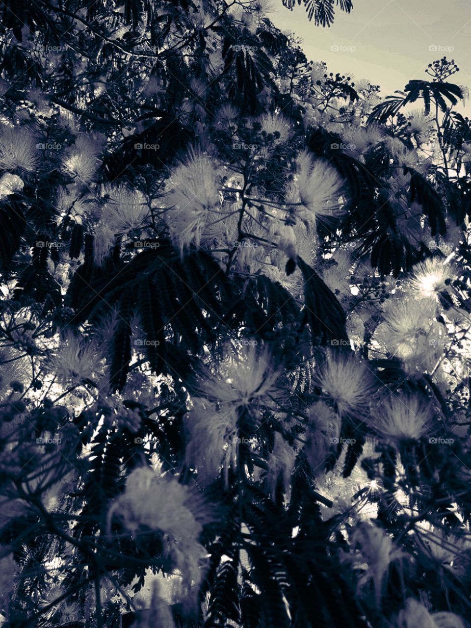 Black and white. Detail. fluffy flowers. trees.