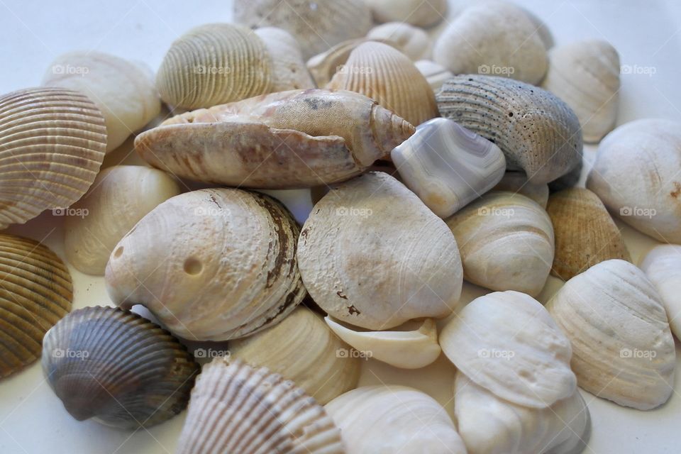 Abundance of seashells